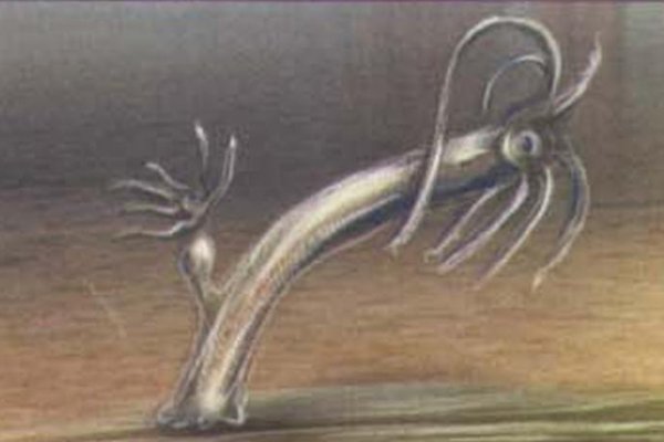Kraken 5 at