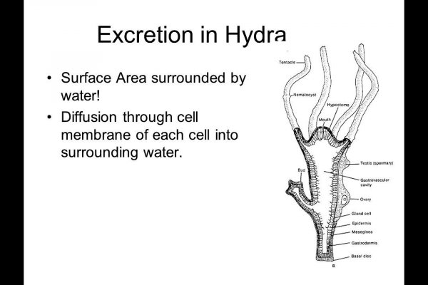 Аналог hydra