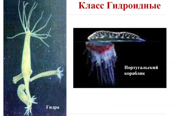 Кракен сайт дарк нет
