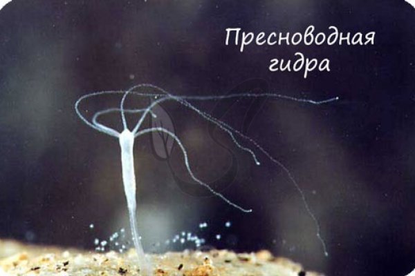 Кракен зеркало тор