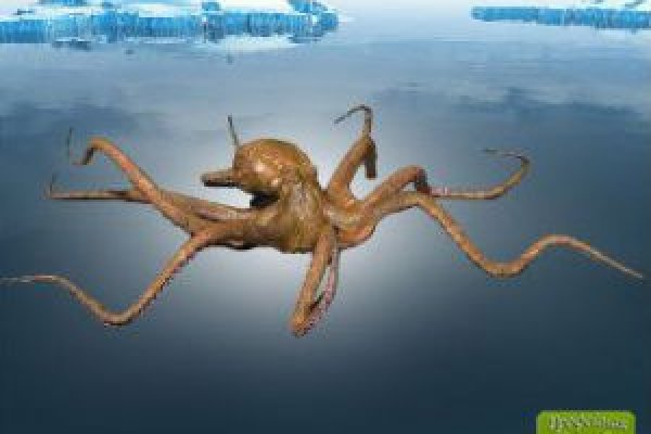 Kraken что это такое